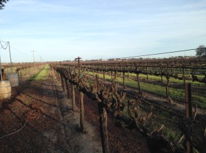 Vines at Bogle
