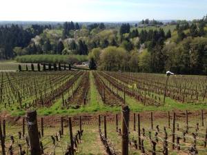 Vines at Archery Summit