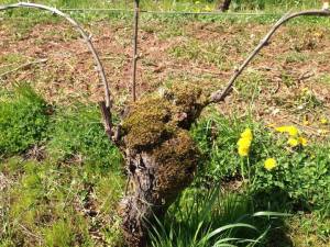 Moss on spur trained vines at Torii Mor