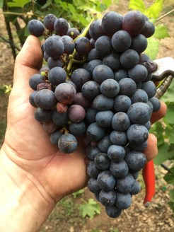 Texas harvest grape